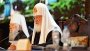В Московской Патриархии прокомментировали самочинную архиерейскую хиротонию в Латвийской Православной Церкви